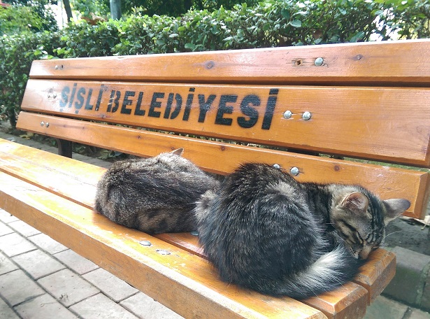 стамбульские кошки